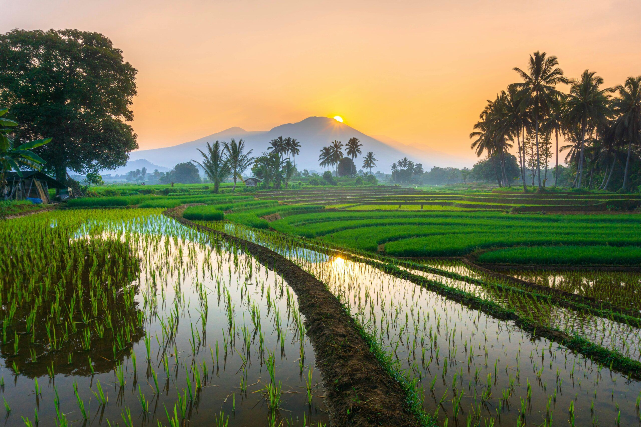 bali rizières